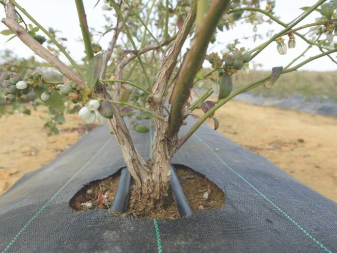 7 prácticas de riego de precisión para lograr arándanos más firmes y resistentes