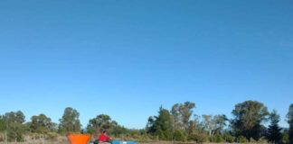 Alfalfa Kauke: Innovación nacional para el secano ante la sequía