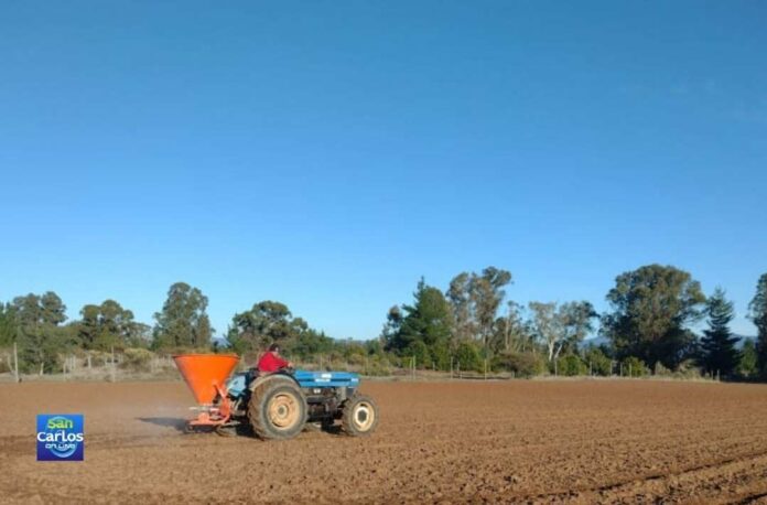 Alfalfa Kauke: Innovación nacional para el secano ante la sequía