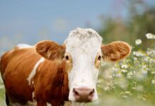 Análisis de la Ganadería Intensiva: Balance entre Producción Global y Huella de Carbono