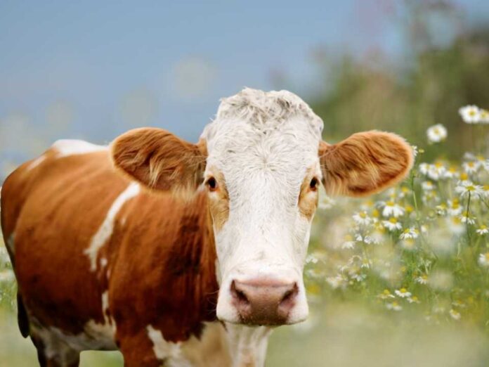 Análisis de la Ganadería Intensiva Balance entre Producción Global y Huella de Carbono Análisis de la Ganadería Intensiva: Balance entre Producción Global y Huella de Carbono