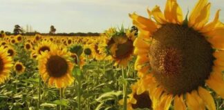 Argentina, Alarma para el girasol por una maleza que puede llevar el rendimiento a cero