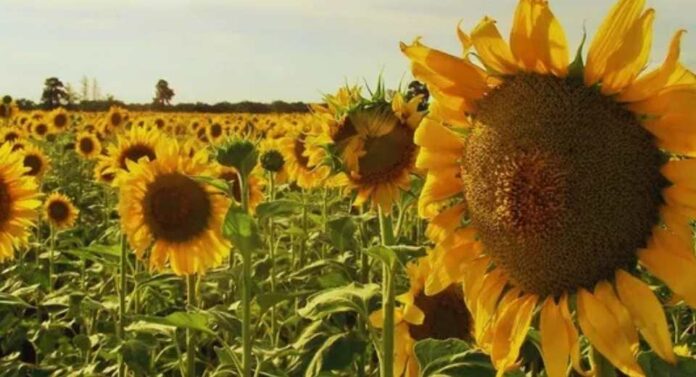 Argentina, Alarma para el girasol por una maleza que puede llevar el rendimiento a cero Argentina, Alarma para el girasol por una maleza que puede llevar el rendimiento a cero