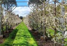 Biobío entre las regiones con mayor presencia en el Concurso de Innovación de la Ley de Riego Biobío entre las regiones con mayor presencia en el Concurso de Innovación de la Ley de Riego