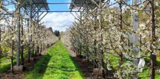 Biobío entre las regiones con mayor presencia en el Concurso de Innovación de la Ley de Riego