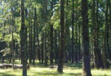 +Bosques: sobre 900 acciones en terreno para el manejo sostenible del bosque nativo +Bosques sobre 900 acciones en terreno para el manejo sostenible del bosque nativo