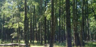 +Bosques sobre 900 acciones en terreno para el manejo sostenible del bosque nativo