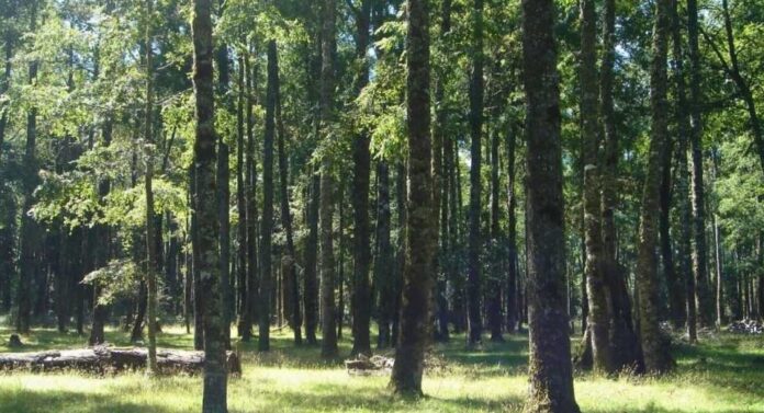 +Bosques sobre 900 acciones en terreno para el manejo sostenible del bosque nativo