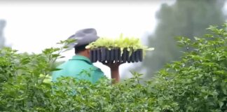 Brecha entre solicitudes migratorias y oferta laboral rural tensiona al agro chileno