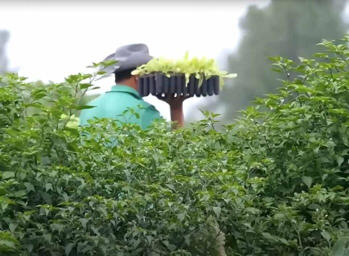 Brecha entre solicitudes migratorias y oferta laboral rural tensiona al agro chileno