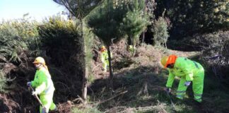 CONAF impulsa empleo y prevención de incendios forestales mediante el Programa de Emergencia de Empleo en La Araucanía