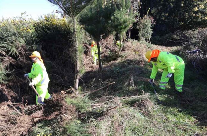 CONAF impulsa empleo y prevención de incendios forestales mediante el Programa de Emergencia de Empleo en La Araucanía CONAF impulsa empleo y prevención de incendios forestales mediante el Programa de Emergencia de Empleo en La Araucanía