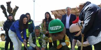 CONAF lanza campaña informativa para evitar las cortas ilegales de bosque