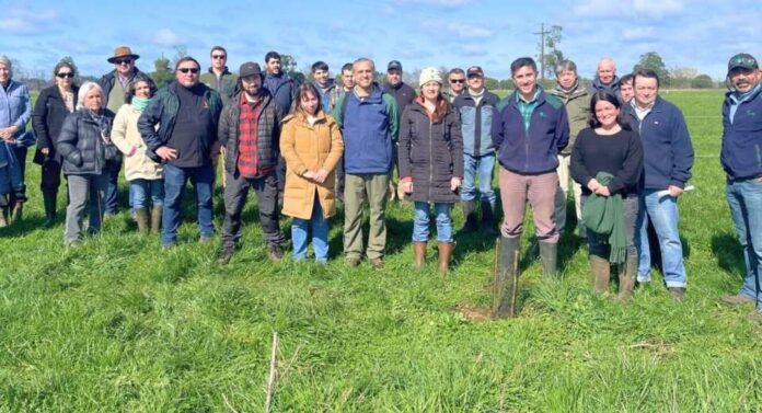 CONAF y APROVAL AG fortalecen trabajo para la restauración de bosques nativos a gran escala en predios ganaderos