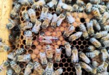 CTRV U. Mayor se adjudica Fondo Regional para innovar en transporte de abejas hacia mercados globales