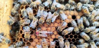 CTRV U. Mayor se adjudica Fondo Regional para innovar en transporte de abejas hacia mercados globales