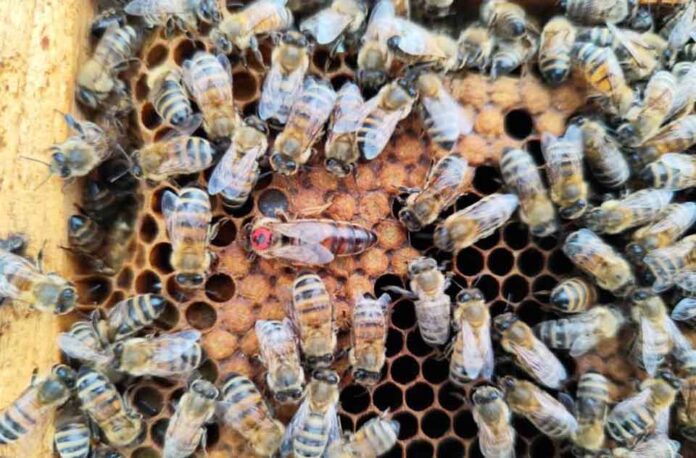 CTRV U. Mayor se adjudica Fondo Regional para innovar en transporte de abejas hacia mercados globales