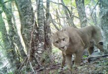 Chile integra plataforma mundial colaborativa de monitoreo de fauna nativa