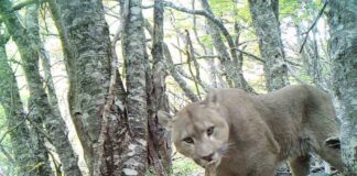 Chile integra plataforma mundial colaborativa de monitoreo de fauna nativa