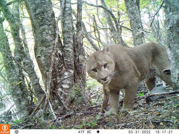 Chile integra plataforma mundial colaborativa de monitoreo de fauna nativa Chile integra plataforma mundial colaborativa de monitoreo de fauna nativa
