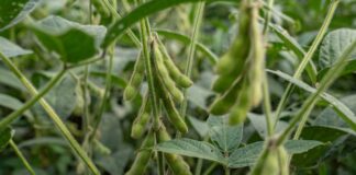 China boicotea la soya de EE. UU. en medio del caos arancelario