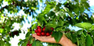 Ciencia aplicada desde O’Higgins: investigación realizada en la UOH recibe importante premio por desarrollo en agricultura de precisión