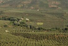 Cooperativas Agro-alimentarias reclama en Bruselas medidas para garantizar el futuro del olivar Cooperativas Agro-alimentarias reclama en Bruselas medidas para garantizar el futuro del olivar