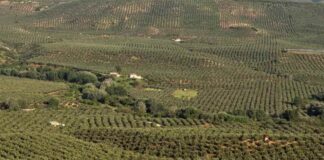 Cooperativas Agro-alimentarias reclama en Bruselas medidas para garantizar el futuro del olivar