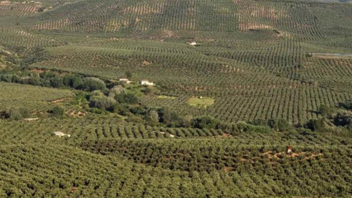 Cooperativas Agro-alimentarias reclama en Bruselas medidas para garantizar el futuro del olivar