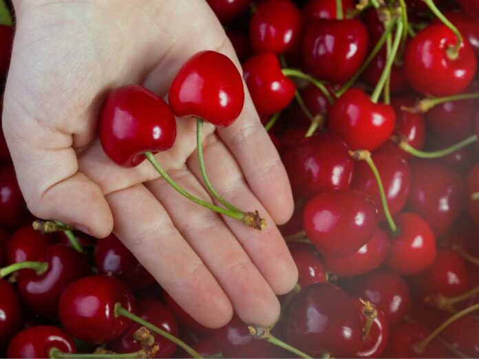 Copeval Lidera la Solución al Estrés Abiótico en Cerezos con una Estrategia Integral Copeval Lidera la Solución al Estrés Abiótico en Cerezos con una Estrategia Integral