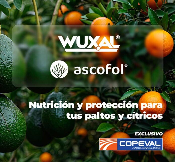 Copeval | Tecnología 4.0 en Cítricos y Paltos: La Nutrición Inteligente de la Agricultura