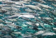 Del origen bacteriano al control de calidad: La doble vida del ADN mitocondrial como herramienta de tipificación molecular Del origen bacteriano al control de calidad La doble vida del ADN mitocondrial como herramienta de tipificación molecular