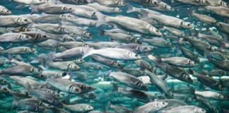 Del origen bacteriano al control de calidad La doble vida del ADN mitocondrial como herramienta de tipificación molecular