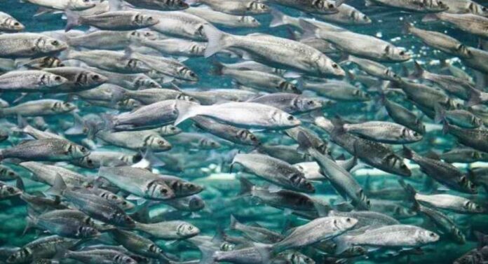 Del origen bacteriano al control de calidad La doble vida del ADN mitocondrial como herramienta de tipificación molecular