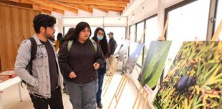 Descubren nuevas especies de arácnidos e insectos en la Región de Coquimbo