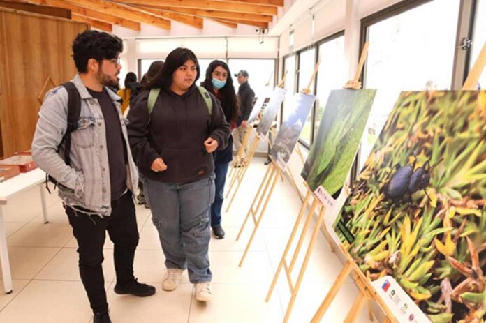 Descubren nuevas especies de arácnidos e insectos en la Región de Coquimbo