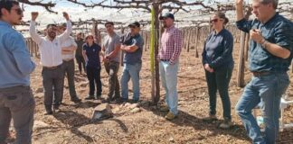 Día de campo en Agrícola Frontera presentó tecnologías para un riego eficiente en uva de mesa