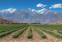 ESTUDIO INTERNACIONAL DESTACA A CHILE COMO PAÍS A LA VANGUARDIA EN AGRICULTURA DIGITAL Y SOSTENIBLE EN AMÉRICA LATINA