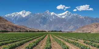 ESTUDIO INTERNACIONAL DESTACA A CHILE COMO PAÍS A LA VANGUARDIA EN AGRICULTURA DIGITAL Y SOSTENIBLE EN AMÉRICA LATINA