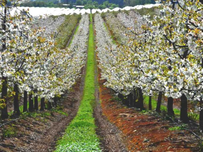 El desafío de la industria de la cereza