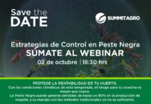El riesgo para la cosecha es mayor que nunca webinar abordará el control de la peste negra en los nogales chilenos