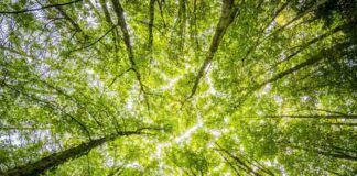 Empresas pequeñas, impacto grande: ¿Cuáles son las ventajas de integrar un propósito social y medioambiental?