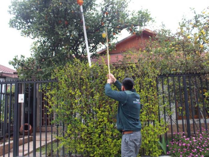 En el mes de la patria el SAG hace un llamado a la ciudadanía a colaborar para mantener a Chile libre de la mosca de la fruta