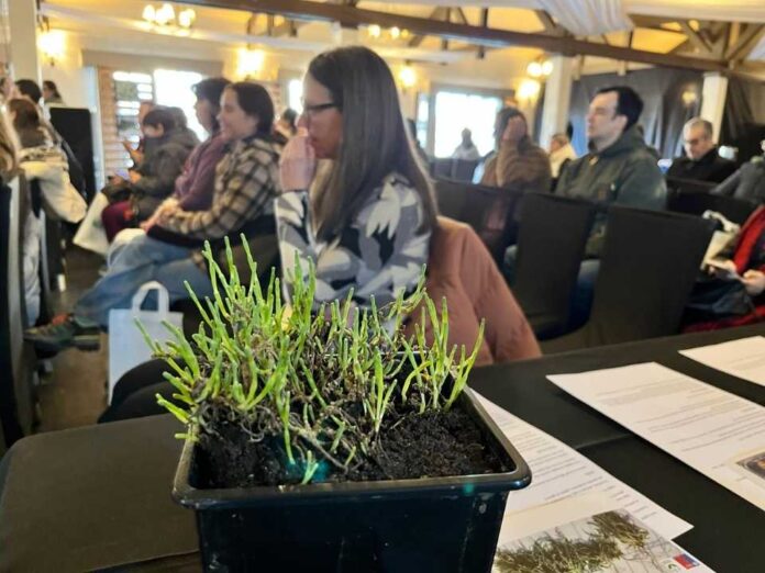 En seminario organizado por INIA-FIA Región de Magallanes proyecta a la salicornia como nuevo recurso alimentario sostenible En seminario organizado por INIA-FIA: Región de Magallanes proyecta a la salicornia como nuevo recurso alimentario sostenible