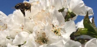 Época de floración en el agro nacional: no pierdas el trabajo justo cuando empiezas a ver sus frutos Época de floración en el agro nacional no pierdas el trabajo justo cuando empiezas a ver sus frutos