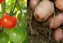 Estudio científico revela que la papa es hija del tomate Estudio científico revela que la papa es hija del tomate