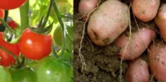 Estudio científico revela que la papa es hija del tomate