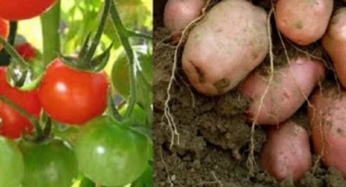 Estudio científico revela que la papa es hija del tomate