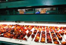 Estudio del Observatorio Laboral UOH analiza dos importantes ocupaciones del sector agrícola