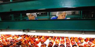 Estudio del Observatorio Laboral UOH analiza dos importantes ocupaciones del sector agrícola